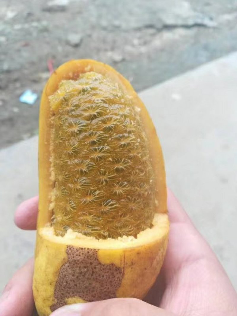 新鲜冬笋丶大量上市丶欢迎合作。