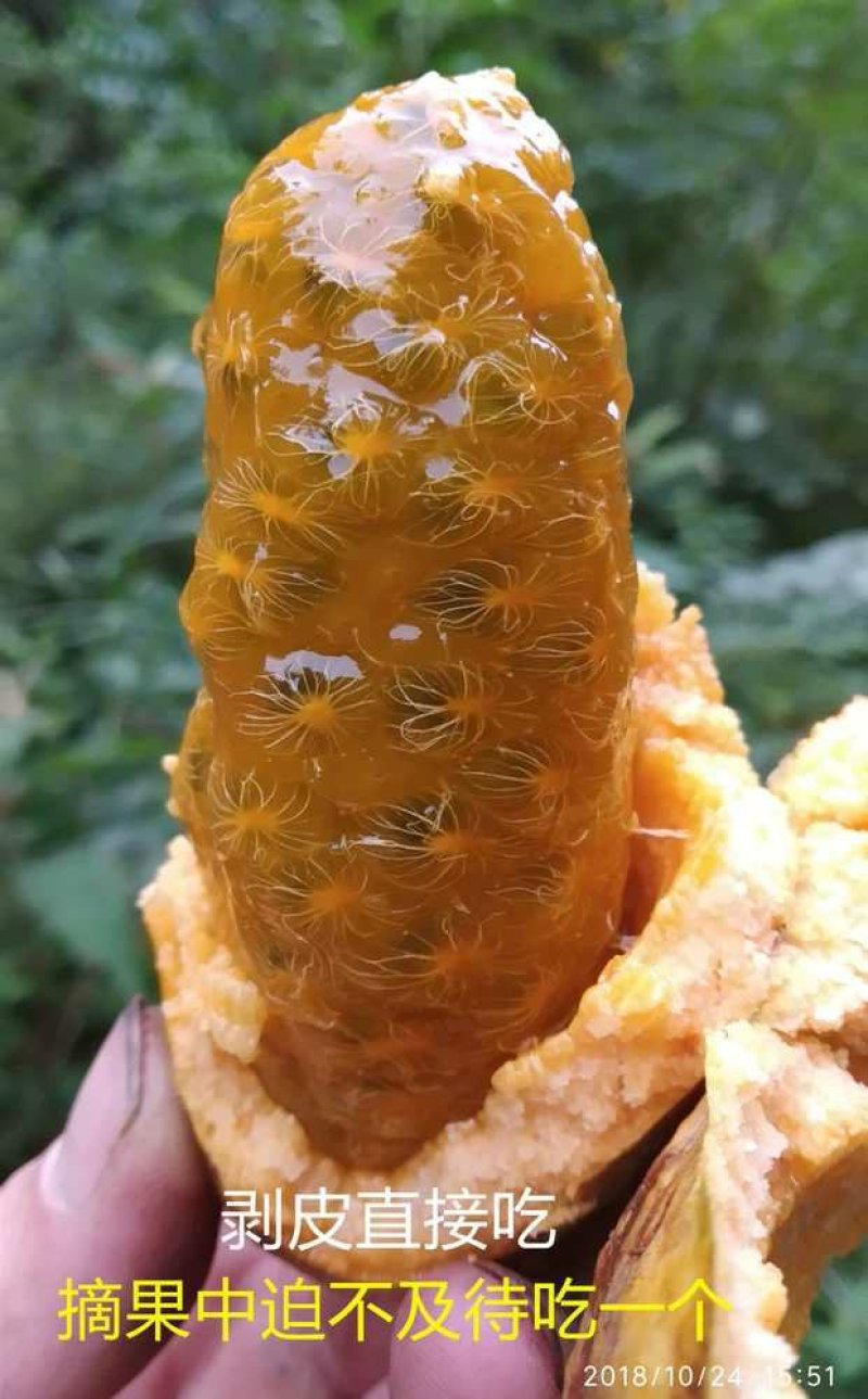 新鲜冬笋丶大量上市丶欢迎合作。