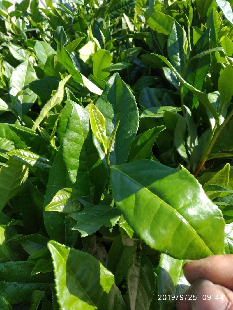 蒙山9号茶苗