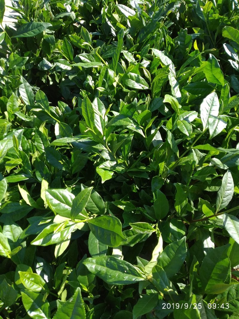 蒙山9号茶苗