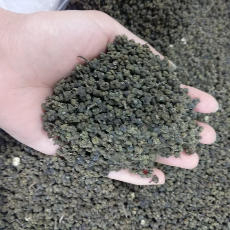 小花吴茱萸振兴药材批发供应吴茱萸保质保量常年供应诚信