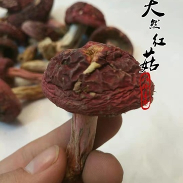 味食膳福建正红菇云南红菇二红散装预包装礼盒包装