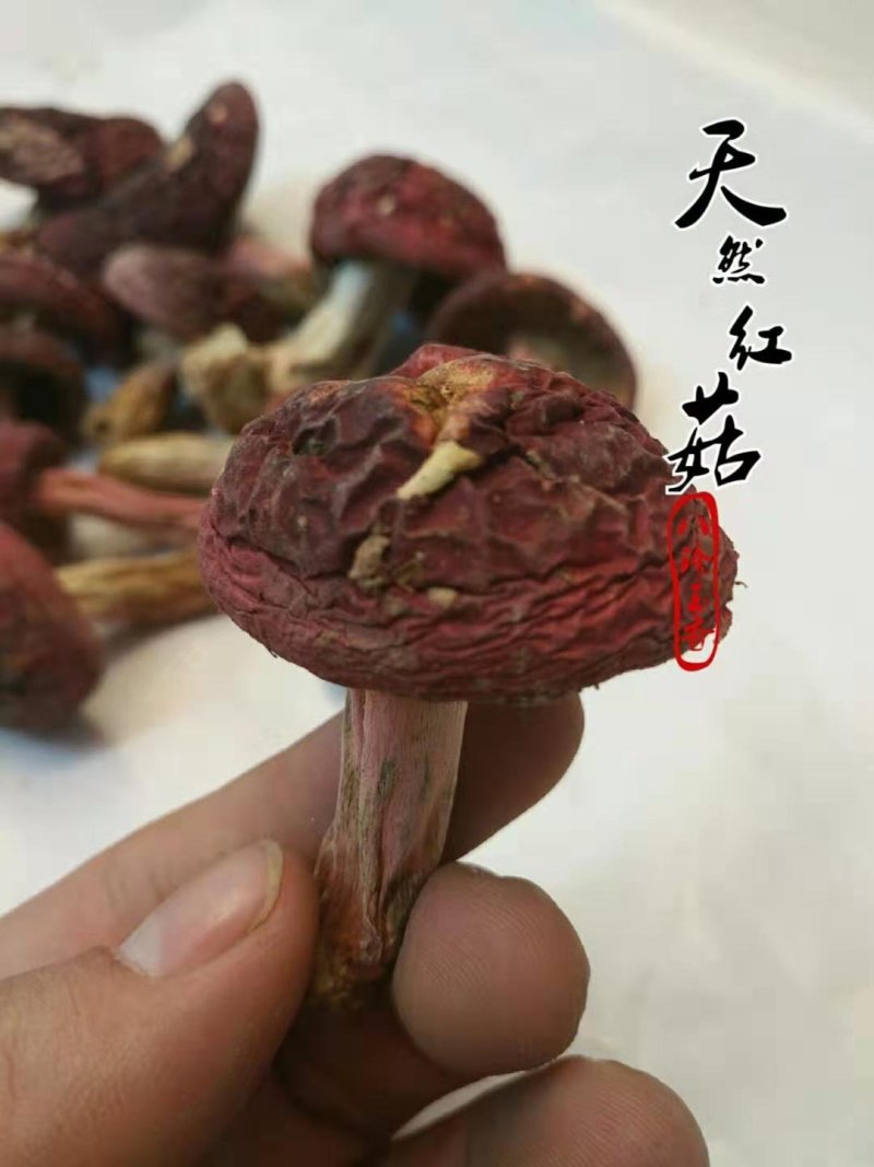 味食膳福建正红菇云南红菇二红散装预包装礼盒包装