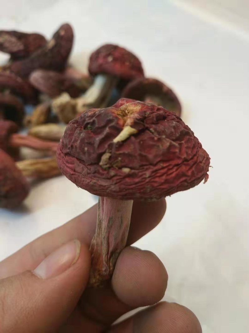 味食膳福建正红菇云南红菇二红散装预包装礼盒包装