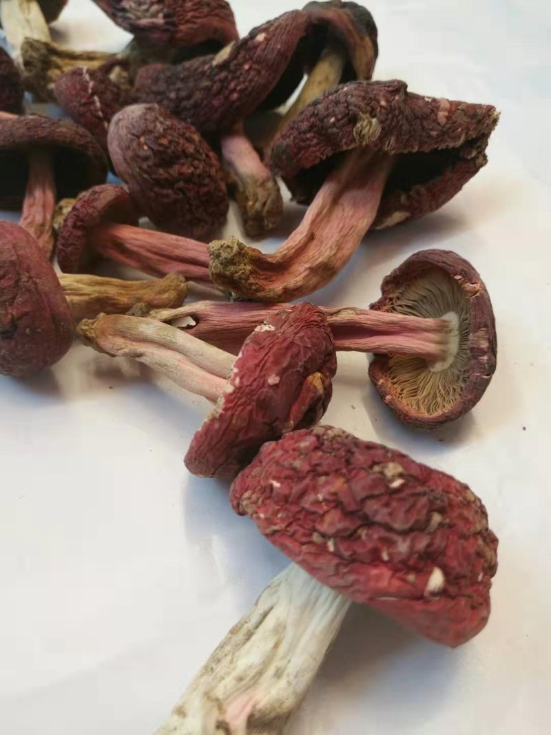 味食膳福建正红菇云南红菇二红散装预包装礼盒包装
