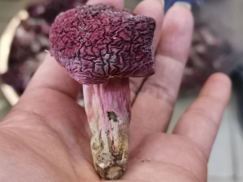 味食膳福建正红菇云南红菇二红散装预包装礼盒包装