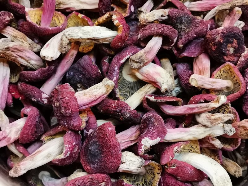 味食膳福建正红菇云南红菇二红散装预包装礼盒包装