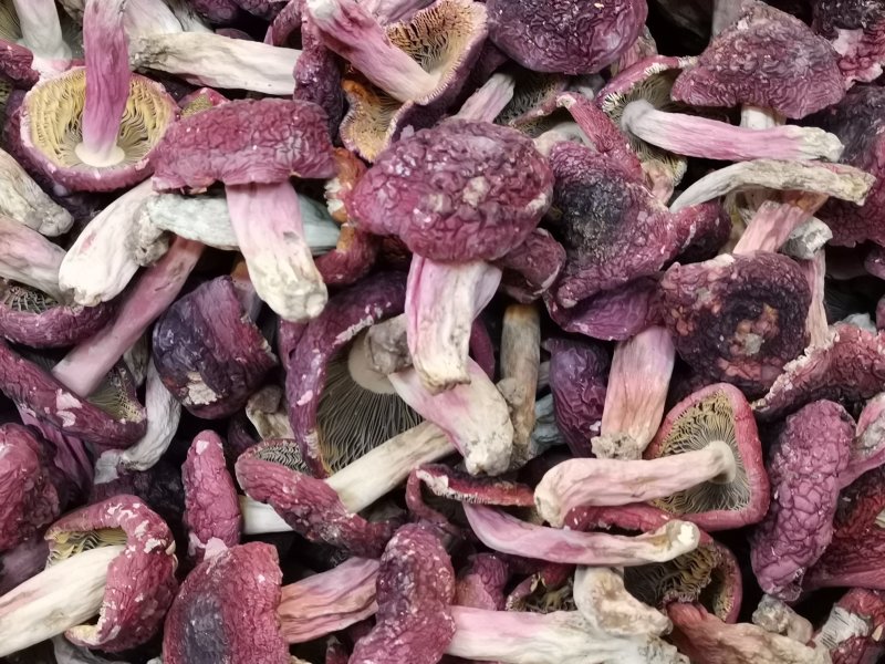 味食膳福建正红菇云南红菇二红散装预包装礼盒包装