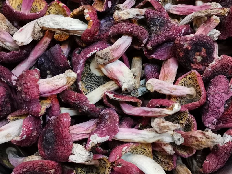味食膳福建正红菇云南红菇二红散装预包装礼盒包装