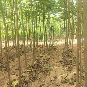 楸树嫁接苗