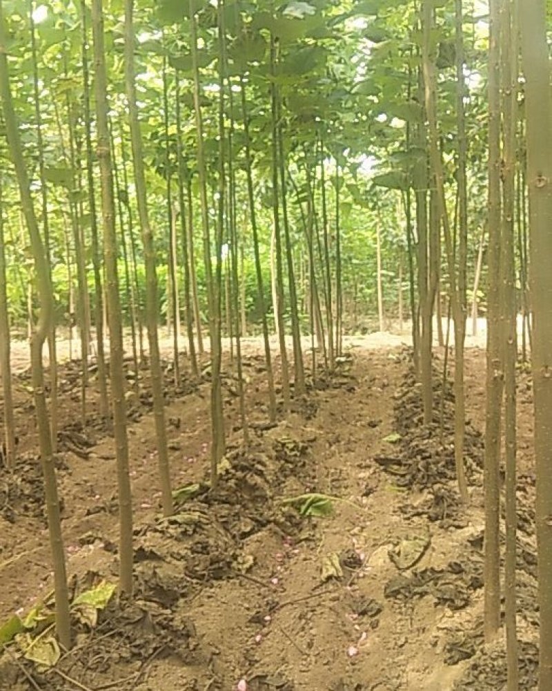 楸树嫁接苗
