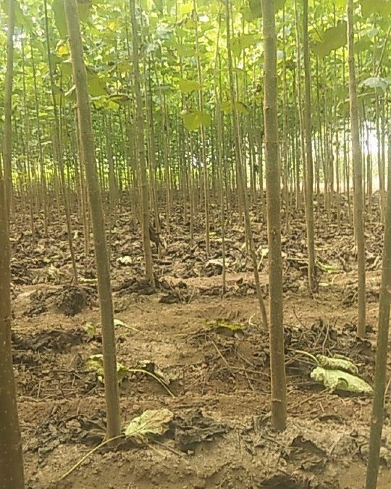 楸树嫁接苗