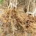 突尼斯软籽石榴树苗优质品种现挖现发南北方皆可种植