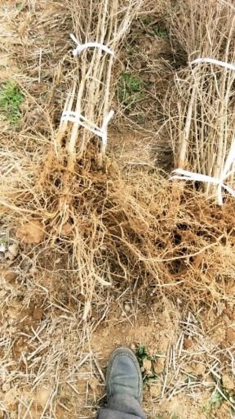 临潼《骊山红》优质品种现挖现发南北方皆可种植