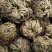 卷柏别名还魂草还阳草可搭配多品种采购大货联系客
