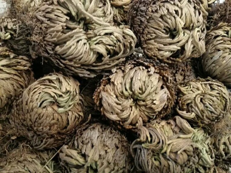 卷柏别名还魂草还阳草可搭配多品种采购大货联系客
