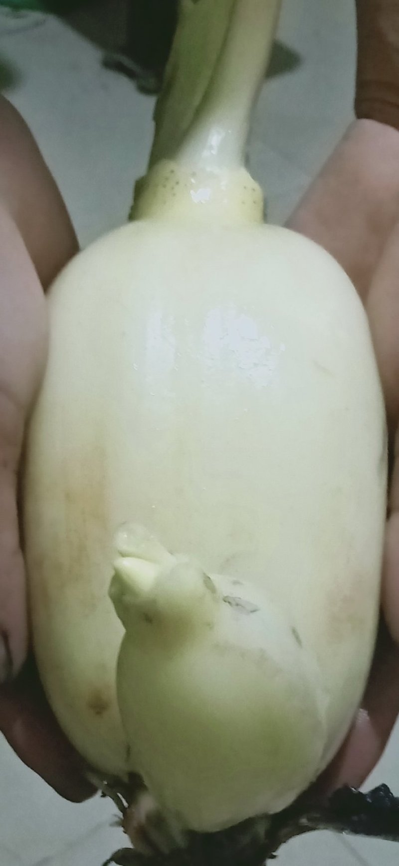 莲藕，鄂莲5号，鄂莲7号，鄂莲8号，鄂莲10号