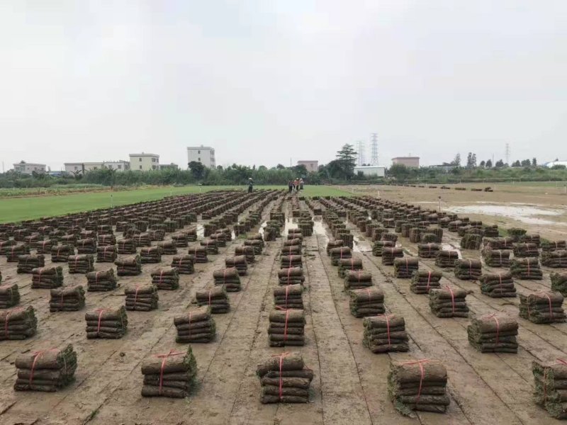 500亩马尼拉草皮，专业打造成就，质量决定未来。