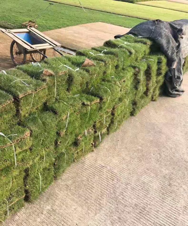 500亩马尼拉草皮，专业打造成就，质量决定未来。