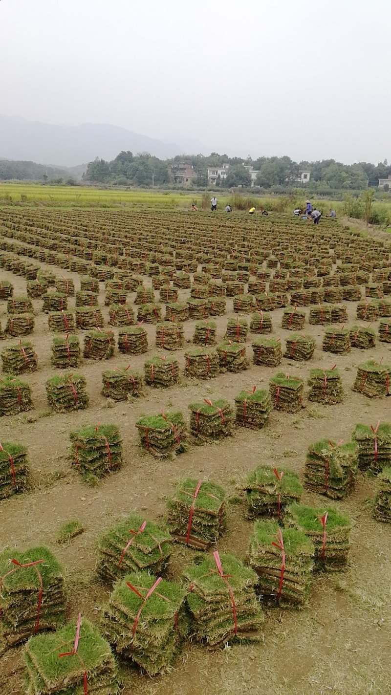 500亩马尼拉草皮，专业打造成就，质量决定未来。