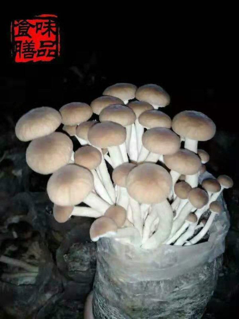 味食膳茶树菇无硫