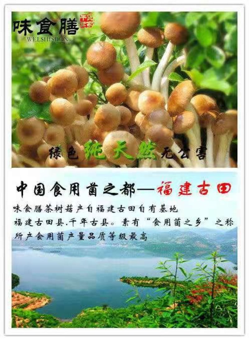 味食膳茶树菇无硫