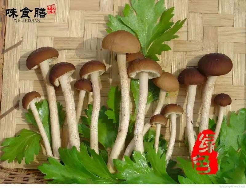 味食膳茶树菇无硫