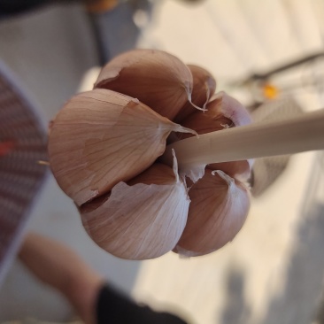 紫红皮大蒜种子，质量保证一手货源，批发量大从优