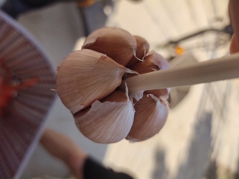 紫红皮大蒜种子，质量保证一手货源，批发量大从优