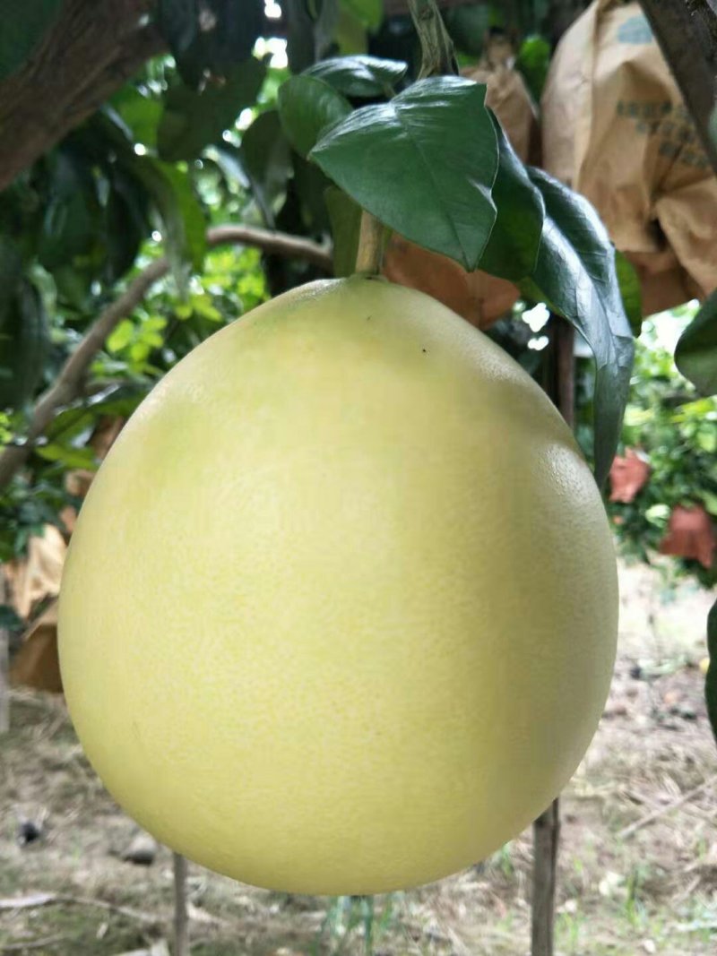 湖北柚子白柚琯溪蜜柚白心柚产地直供甜美多汁全国发货