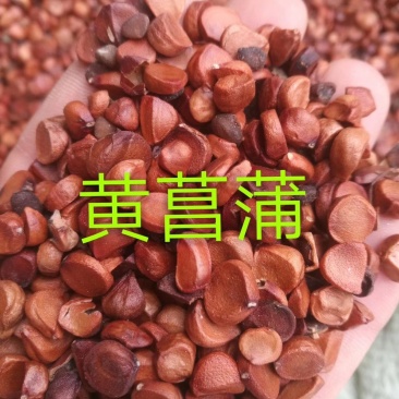 黄菖蒲种子