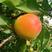 山东杏树苗，-一手货源，荷兰香密杏丰园红杏、珍珠油杏，