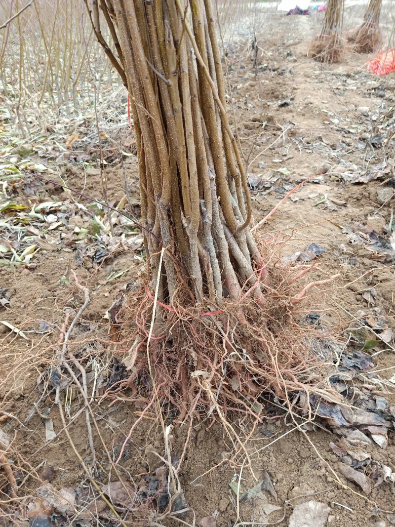 山东杏树苗，-一手货源，荷兰香密杏、珍珠油杏，