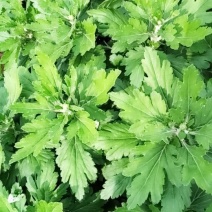 观赏菊