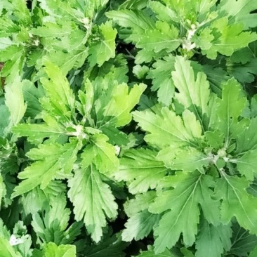 观赏菊