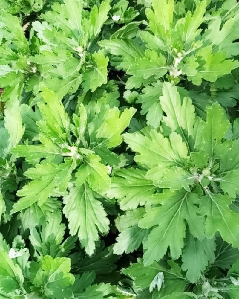 观赏菊