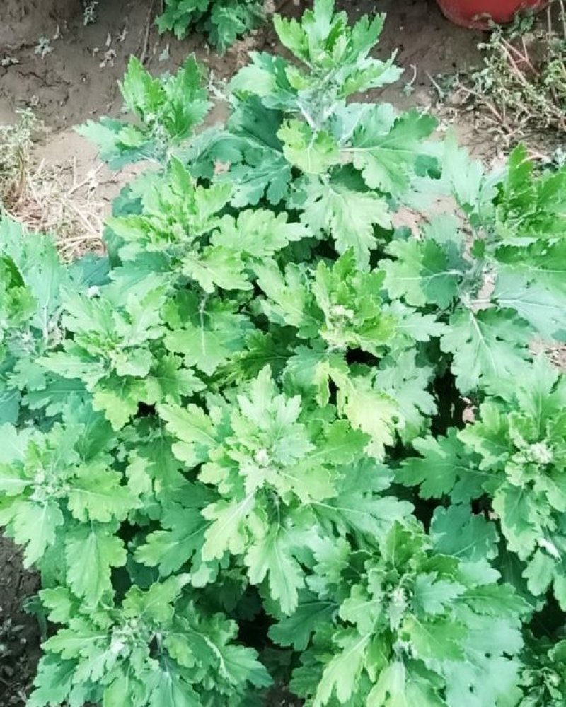 观赏菊