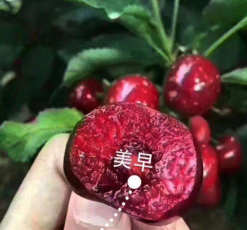 【推荐】樱桃苗美早大樱桃苗苗圃直销、包纯正包结果全程技术
