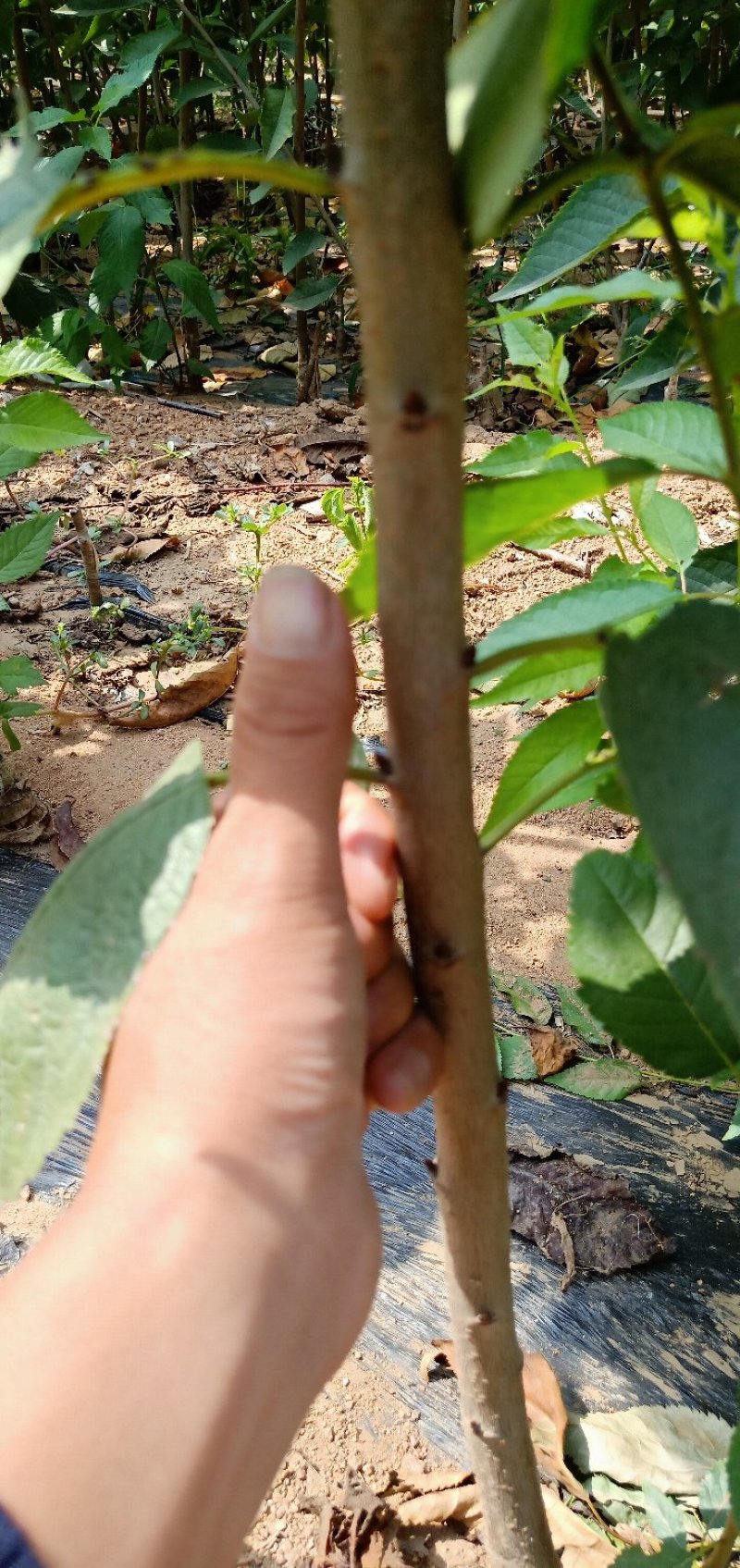 【推荐】樱桃苗美早大樱桃苗苗圃直销、包纯正包结果全程技术