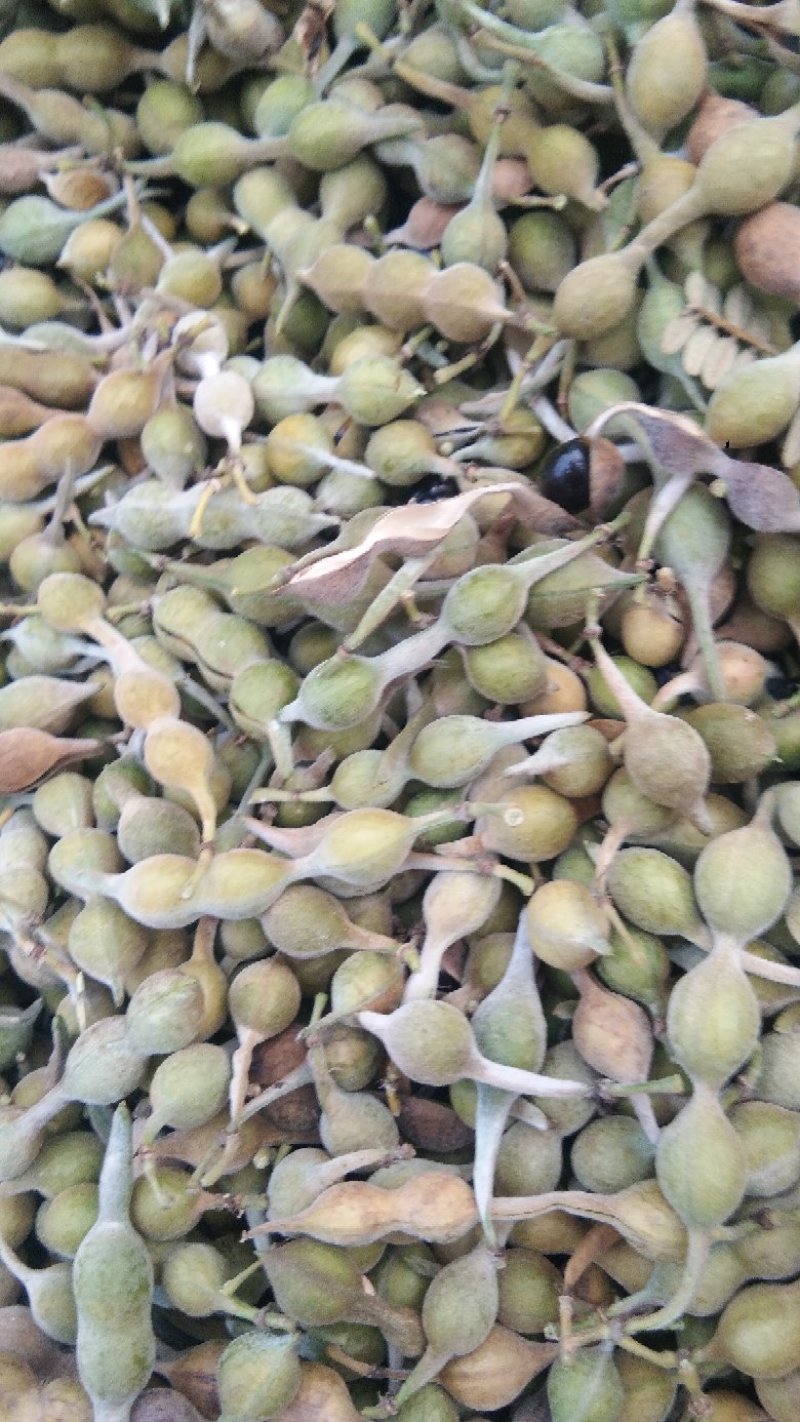 出售山豆根种子