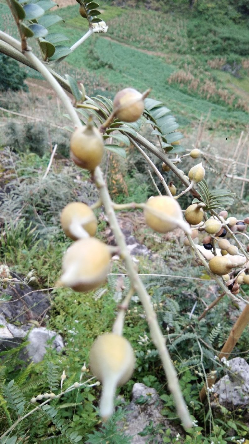 出售山豆根种子
