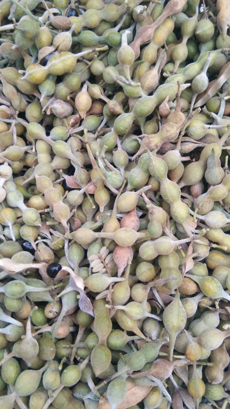 出售山豆根种子