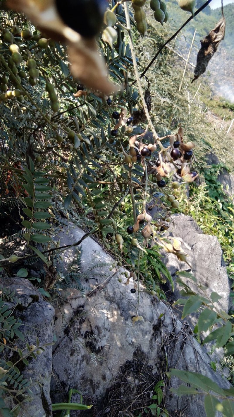 出售山豆根种子