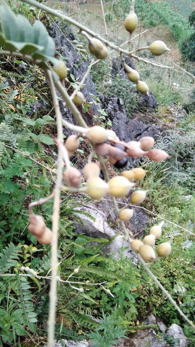 出售山豆根种子