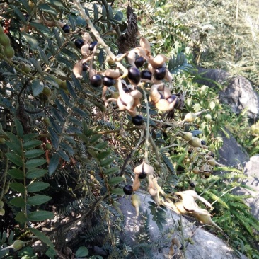 出售山豆根种子