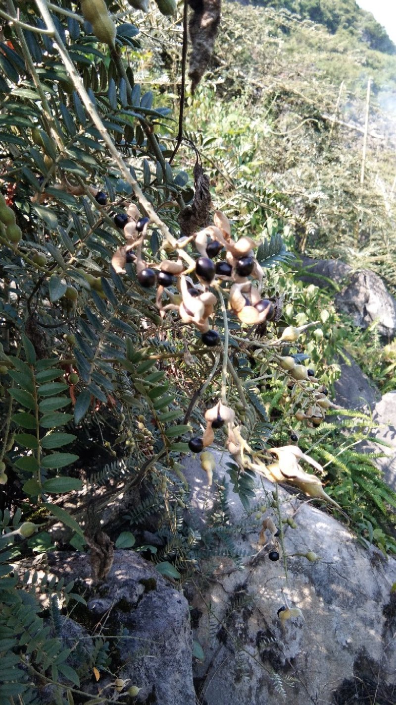 出售山豆根种子