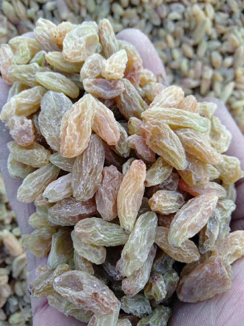 电商直供新疆葡萄干厂家一手货规格齐全，质优价廉