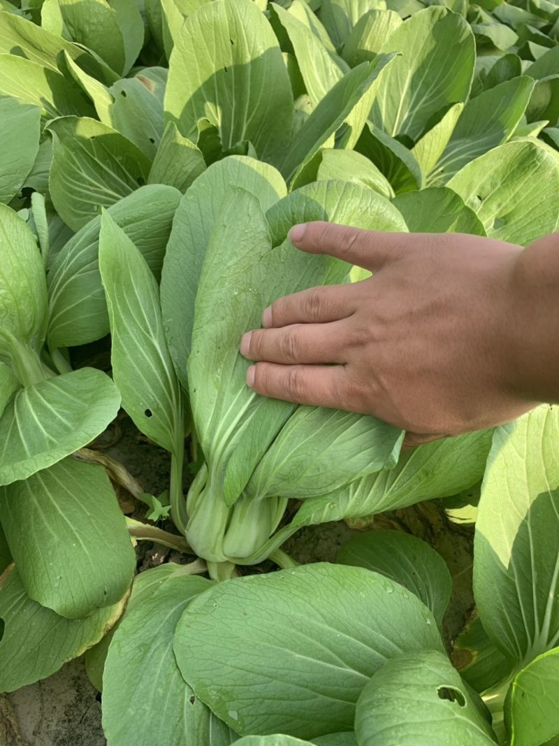 【推荐】移栽大青菜常年有货上海青油菜