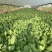 【推荐】移栽大青菜常年有货上海青油菜
