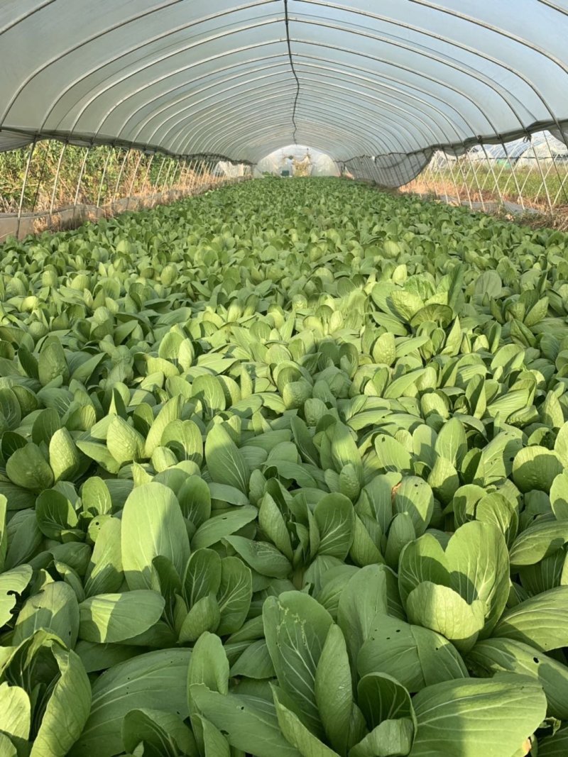 【推荐】移栽大青菜常年有货上海青油菜